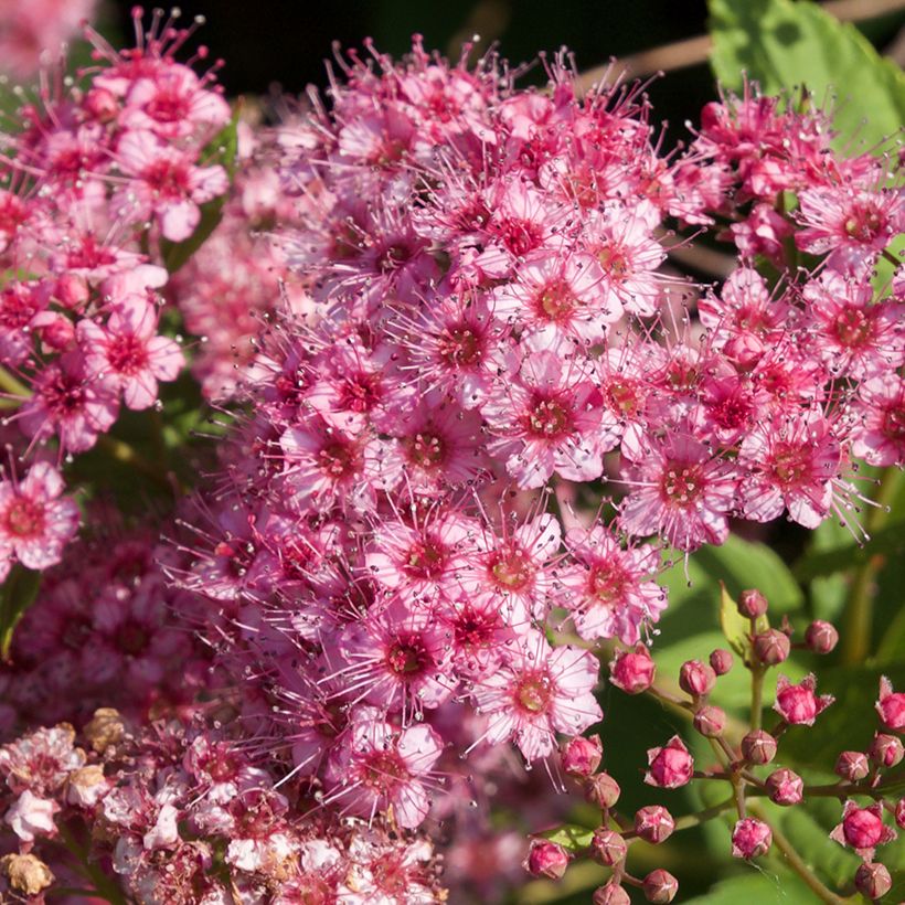 Spiraea japonica Froebelii - Spierstruik (Flowering)
