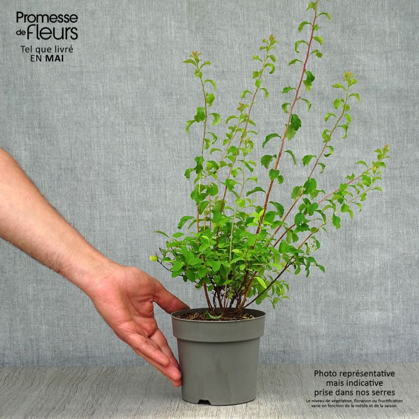 Exemplaar van Spiraea nipponica Halward's Silver - Nipponspirea Pot van 1 l/1,5 l zoals geleverd in de lente