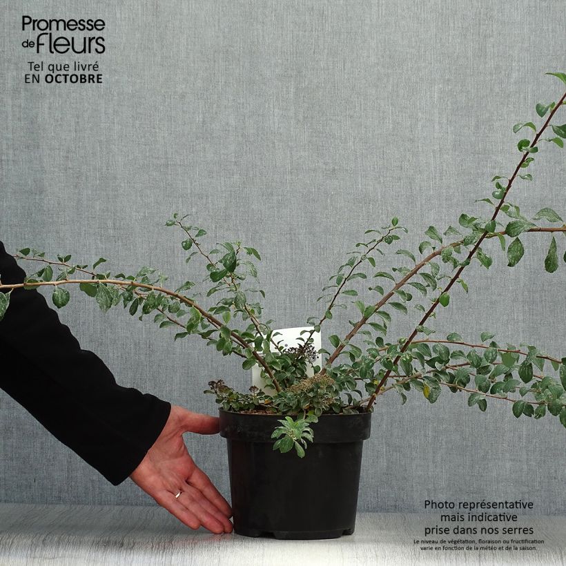 Exemplaar van Spiraea nipponica White Carpet - Nipponspirea Pot van 3 l/4 l zoals geleverd in de herfst