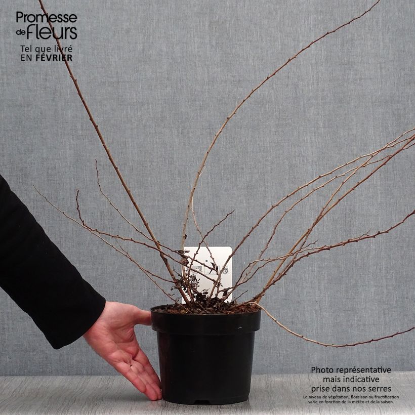 Example of Spirée japonaise White Carpet - Spiraea nipponica Pot van 3 l/4 l as you get in hiver