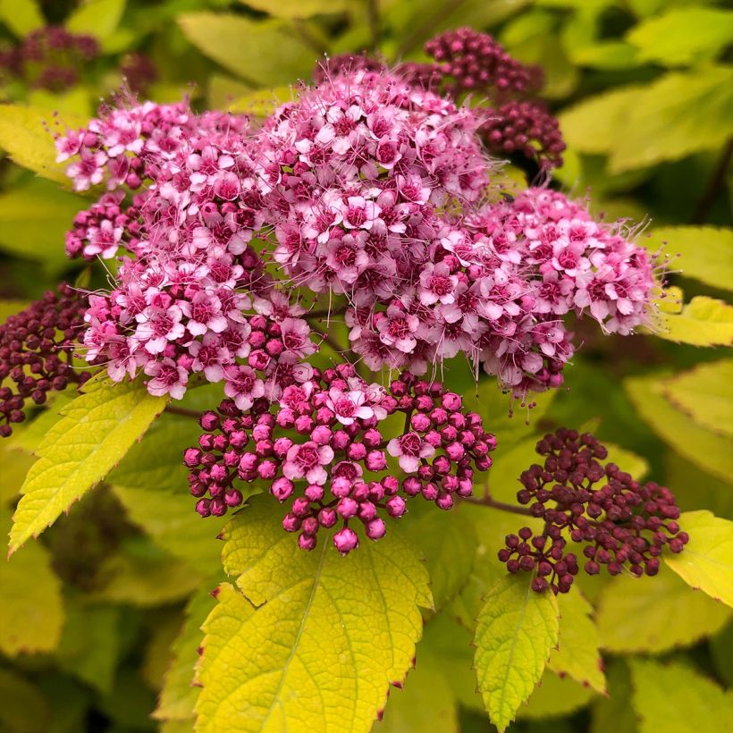 Spiraea japonica Double Play Big Bang - Spierstruik (Flowering)