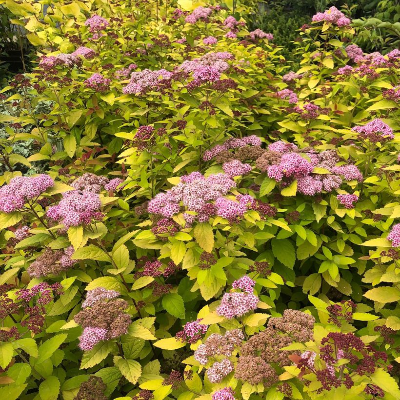 Spiraea japonica Double Play Big Bang - Spierstruik (Plant habit)