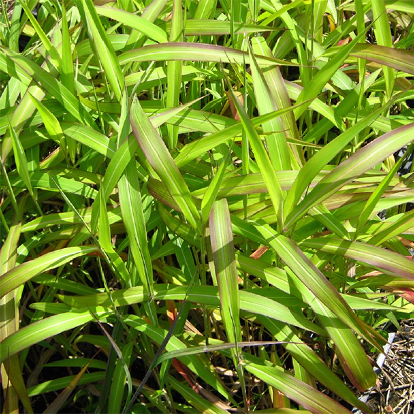 Spodiopogon sibiricus West Lake - Siberisch siergras (Foliage)