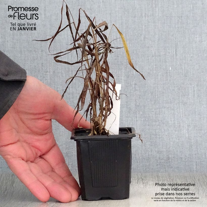 Example of Spodiopogon sibiricus West Lake - Graminée d'ornement Kweekpotje van 8/9 cm as you get in hiver