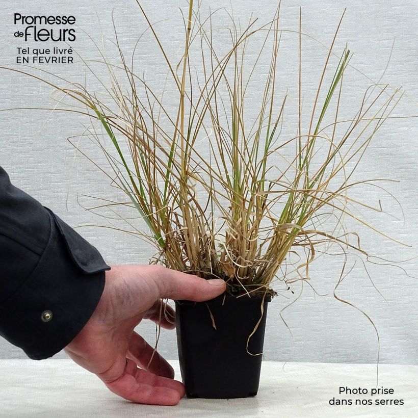 Example of Sporobolus airoides Delicatesse - Sporobole Kweekpotje van 8/9 cm as you get in hiver