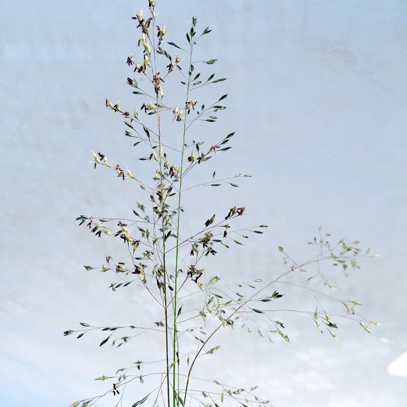 Sporobolus heterolepis - Parelgras (Flowering)