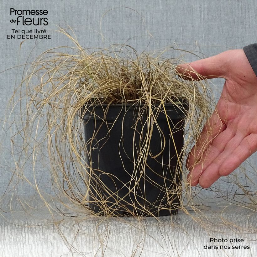 Example of Sporobolus heterolepis - Sporobole à glumes inégales Pot van 2 l/3 l as you get in hiver