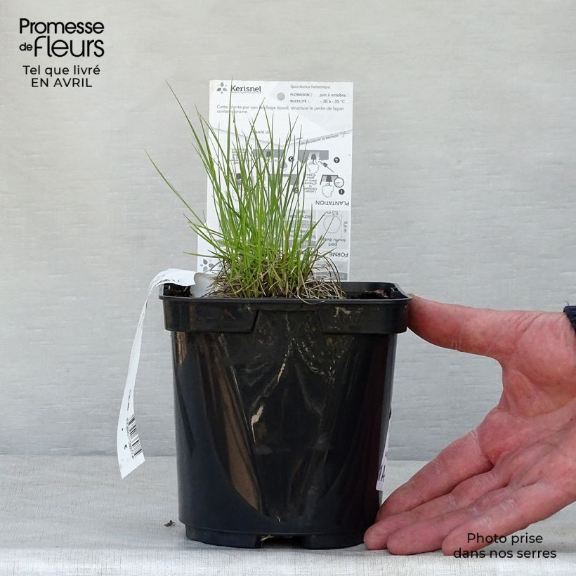 Exemplaar van Sporobolus heterolepis - Parelgras Pot van 2 l/3 l zoals geleverd in de lente