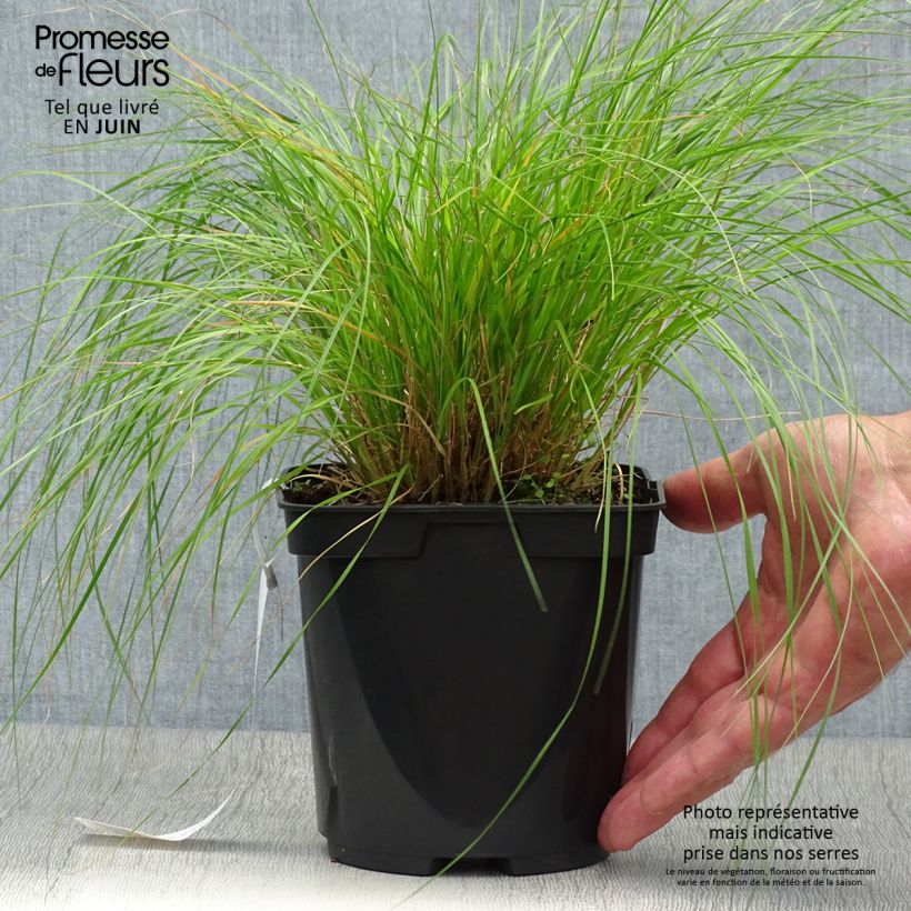 Exemplaar van Sporobolus heterolepis - Parelgras Pot van 2 l/3 l zoals geleverd in de zomer