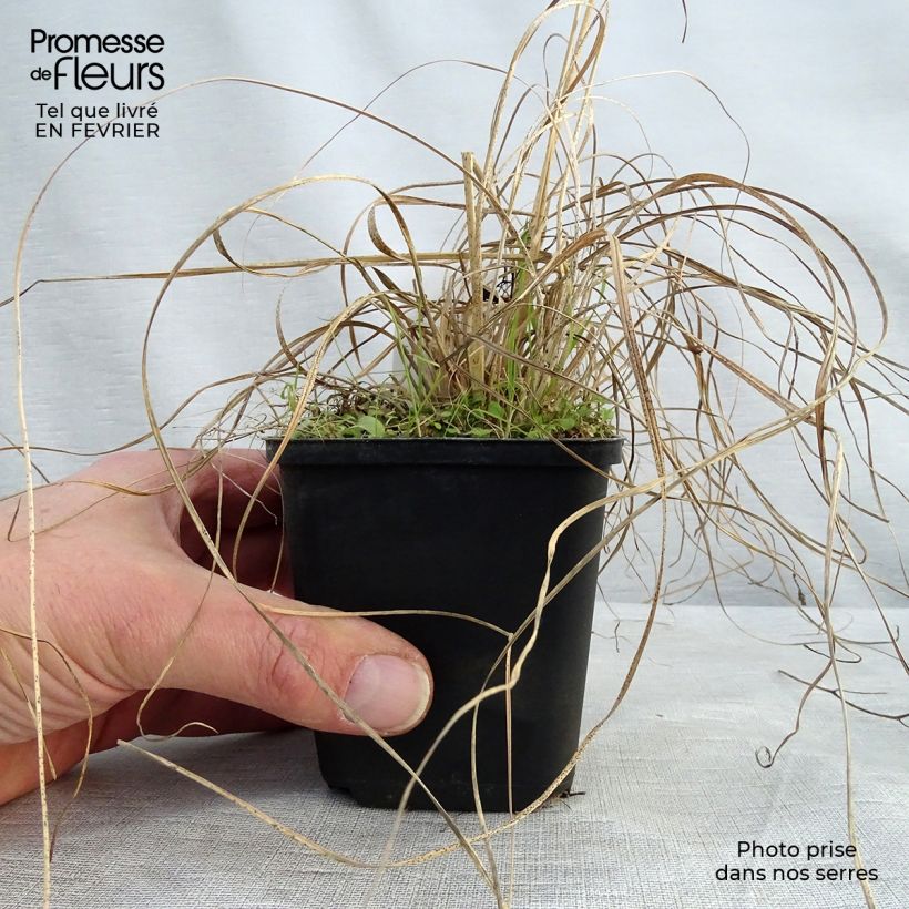 Example of Sporobolus heterolepsis Wisconsin Strain - Sporobole à glumes inégales Kweekpotje van 8/9 cm as you get in hiver