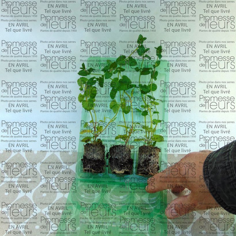 Example of Stachys Lilac Falls Mini-mot Ø 3/4 cm as you get