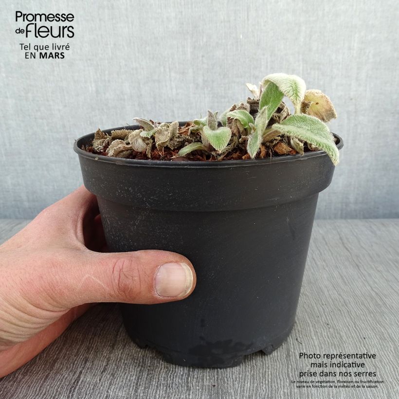 Example of Stachys byzantina Big Ears - Oreille d'ours Pot van 1,5 l/2 l as you get in hiver