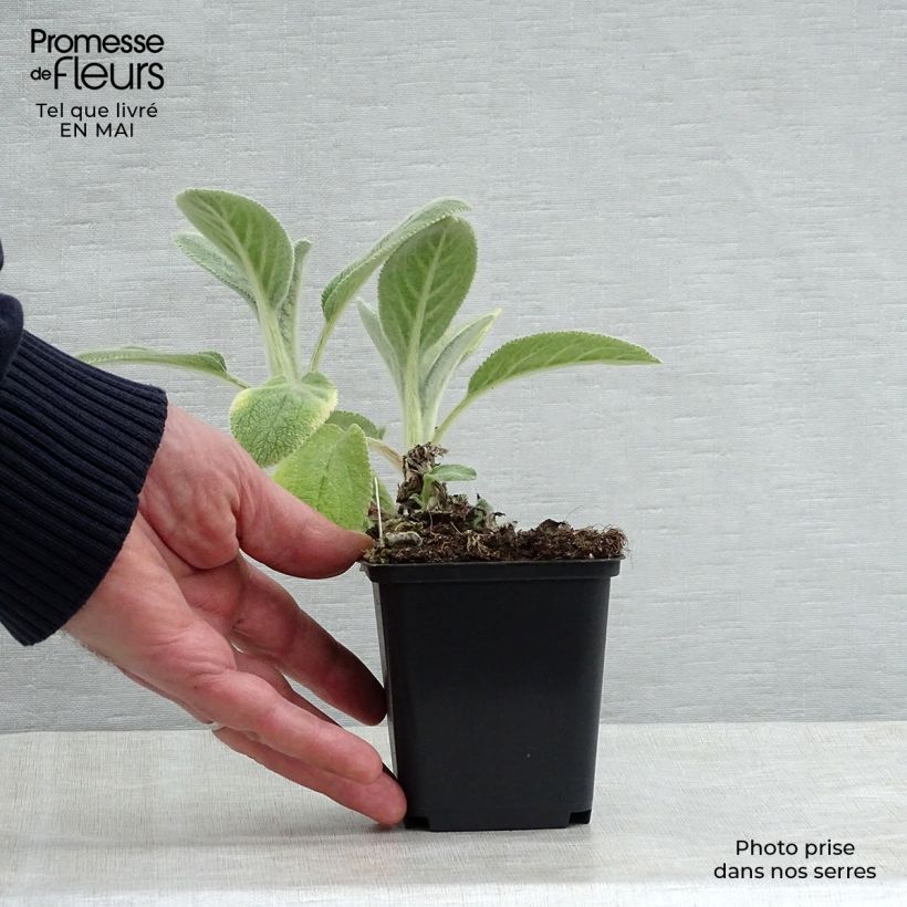 Exemplaar van Stachys byzantina Big Ears - Ezelsoor Kweekpotje van 8/9 cm zoals geleverd in de lente