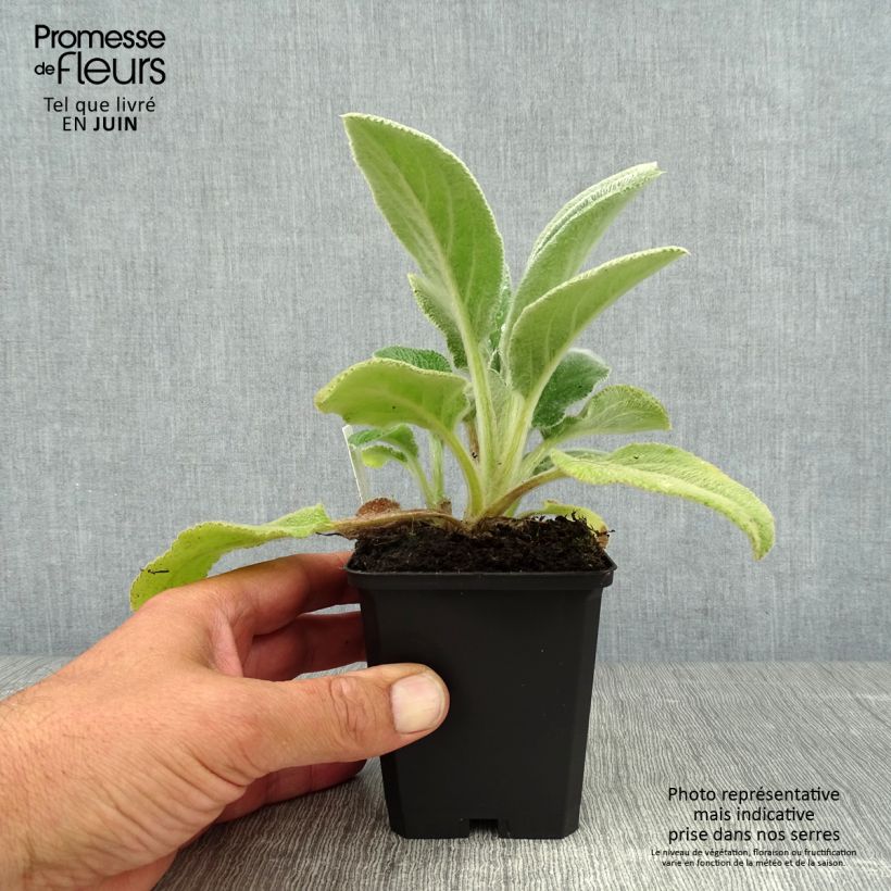 Exemplaar van Stachys byzantina Big Ears - Ezelsoor Kweekpotje van 8/9 cm zoals geleverd in de zomer