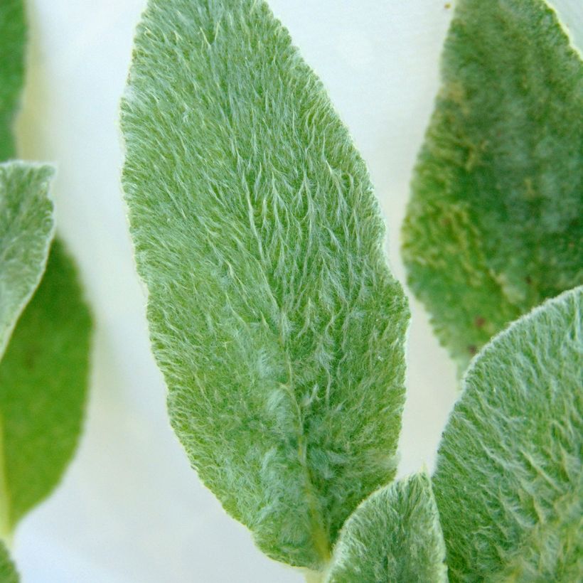 Stachys byzantina - Ezelsoor (Foliage)