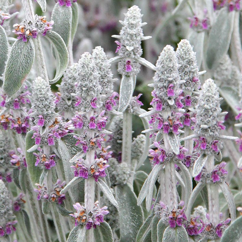 Stachys byzantina - Ezelsoor (Flowering)
