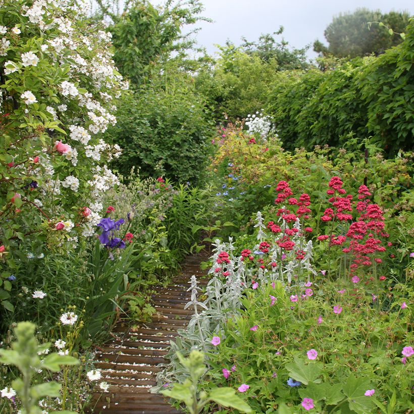 Stachys byzantina - Ezelsoor (Plant habit)