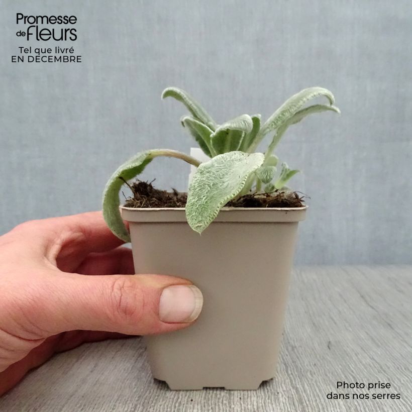 Example of Stachys byzantina - Oreilles d'ours Kweekpotje van 8/9 cm as you get in hiver