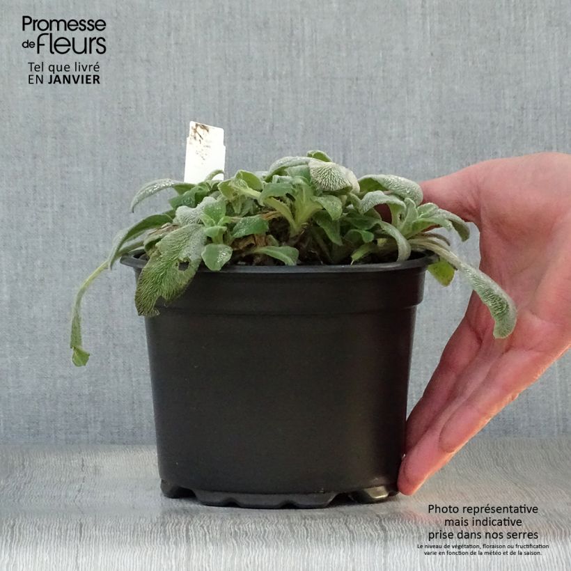 Example of Stachys byzantina - Oreilles d'ours Pot van 2 l/3 l as you get in hiver