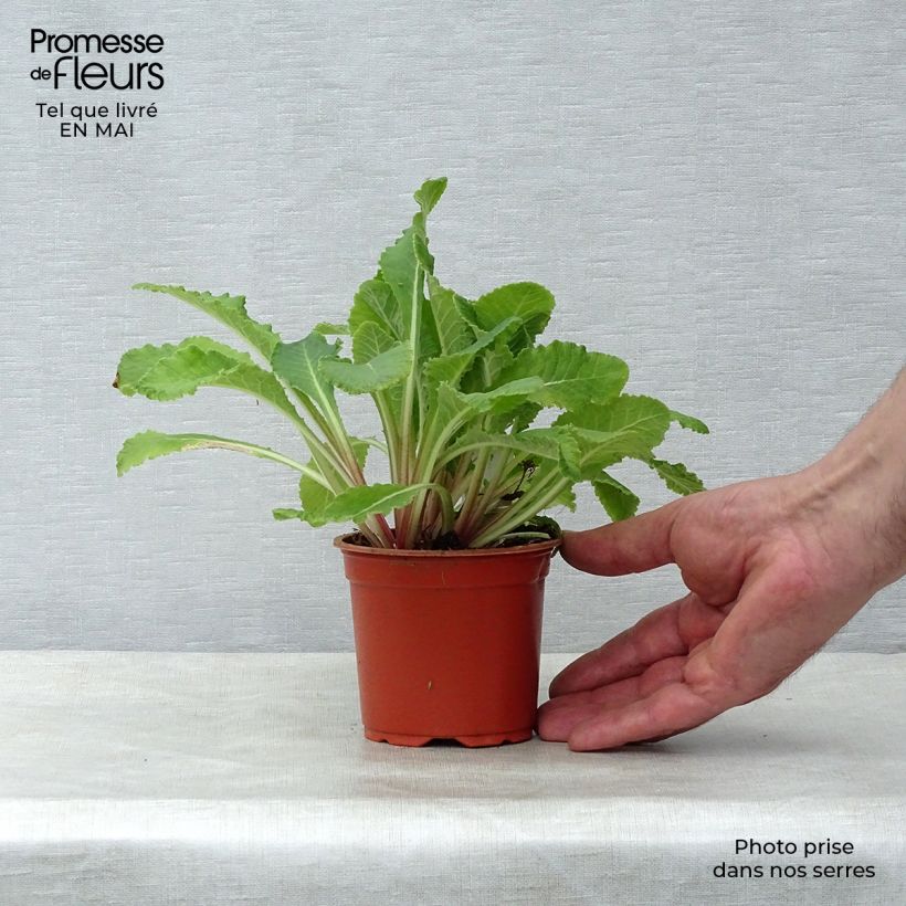 Exemplaar van Stachys byzantina - Ezelsoor Kweekpotje van 8/9 cm zoals geleverd in de lente