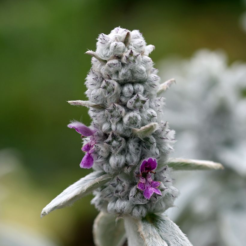 Stachys byzantina Silver Carpet - Ezelsoor (Bloei)