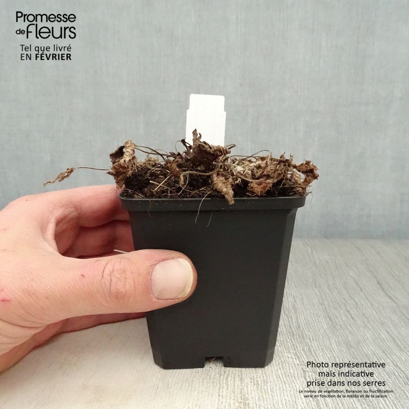 Example of Stachys grandiflora Superba Kweekpotje van 8/9 cm as you get in hiver