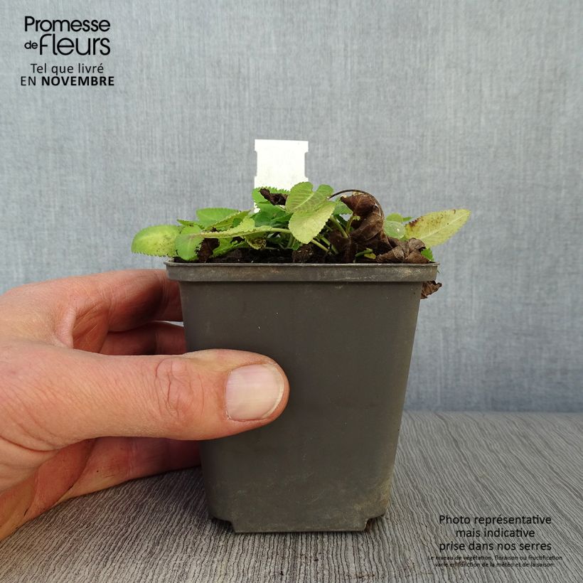 Exemplaar van Stachys monieri Hummelo - Andoorn Kweekpotje van 8/9 cm zoals geleverd in de herfst