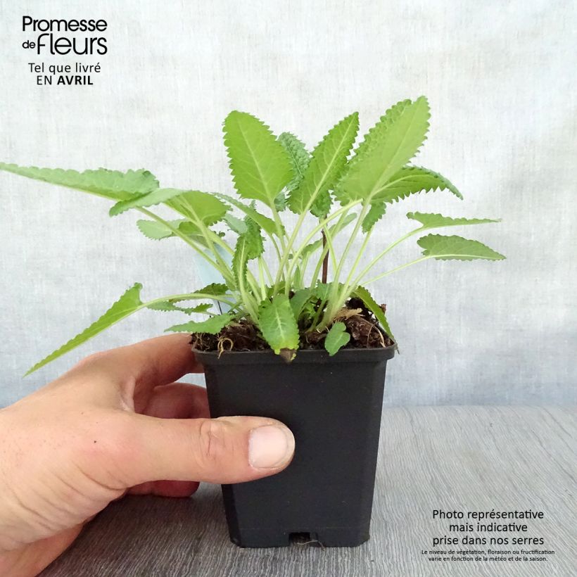 Exemplaar van Stachys monieri Hummelo - Andoorn Kweekpotje van 8/9 cm zoals geleverd in de lente