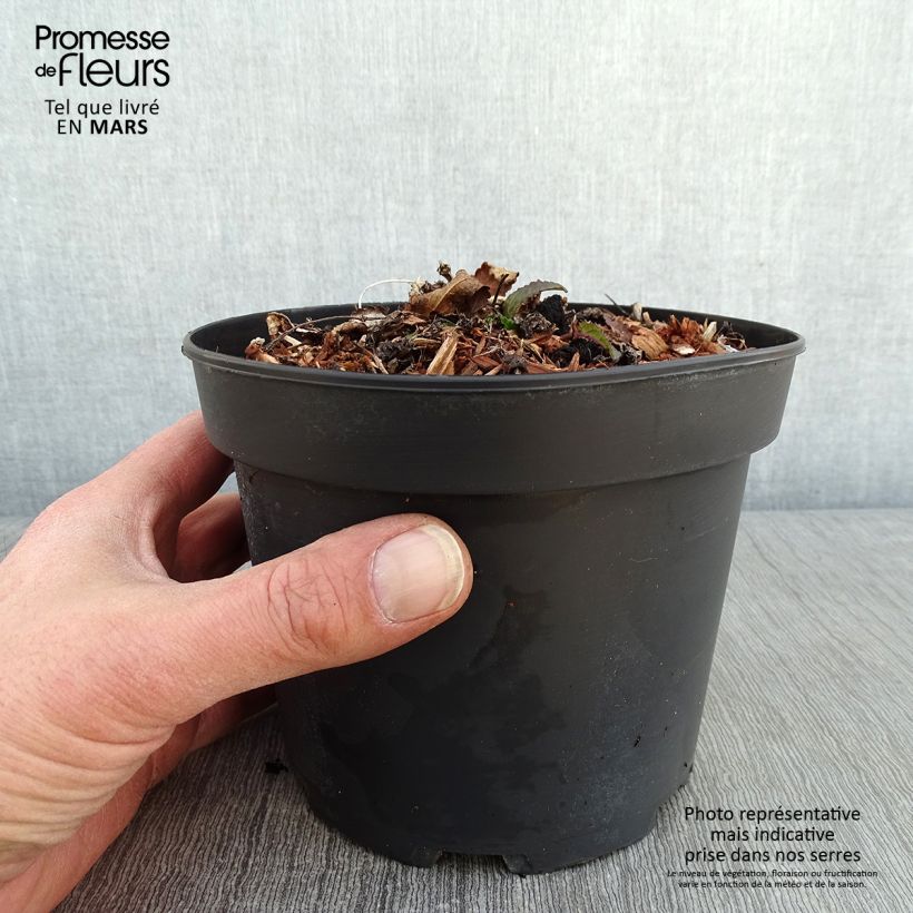 Example of Stachys monieri Hummelo - Epiaire Pot van 2 l/3 l as you get in hiver