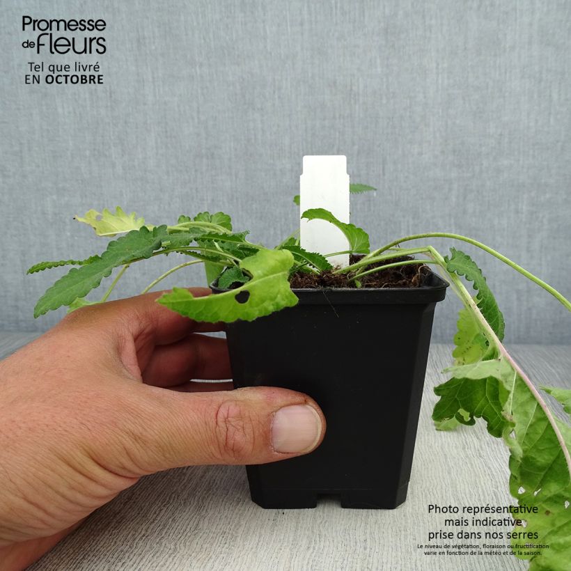 Exemplaar van Stachys monieri Rosea - Andoorn Kweekpotje van 8/9 cm zoals geleverd in de herfst