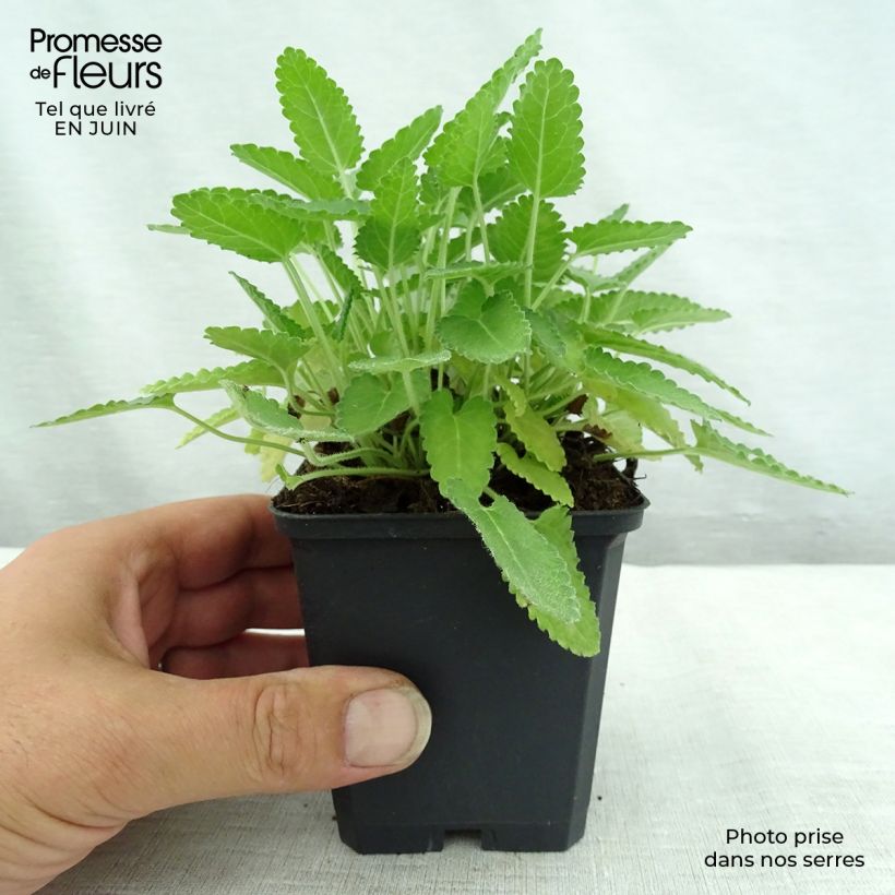 Exemplaar van Stachys monieri Rosea - Andoorn Kweekpotje van 8/9 cm zoals geleverd in de zomer