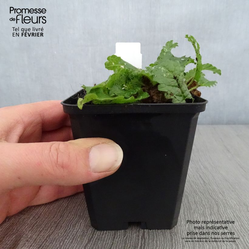 Example of Stachys monieri Rosea - Epiaire Kweekpotje van 8/9 cm as you get in hiver