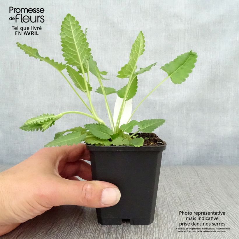 Exemplaar van Stachys officinalis - Betonie Kweekpotje van 8/9 cm zoals geleverd in de lente