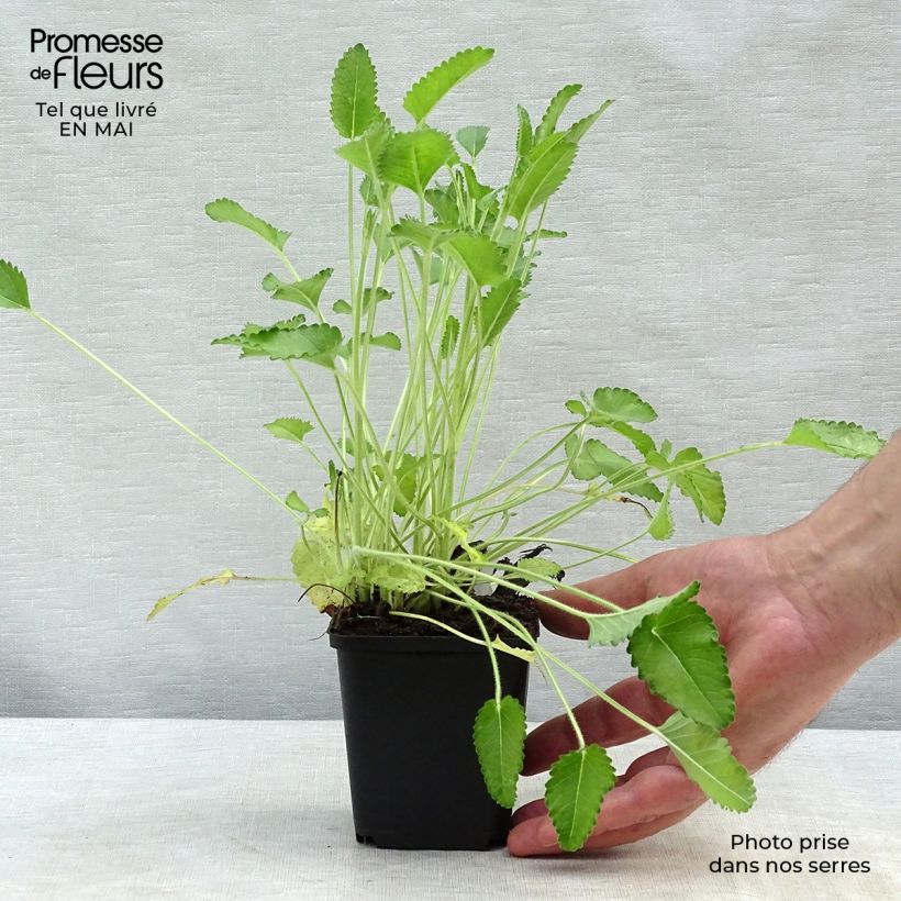 Exemplaar van Stachys officinalis Pink Cotton Candy - Betonie Kweekpotje van 8/9 cm zoals geleverd in de lente