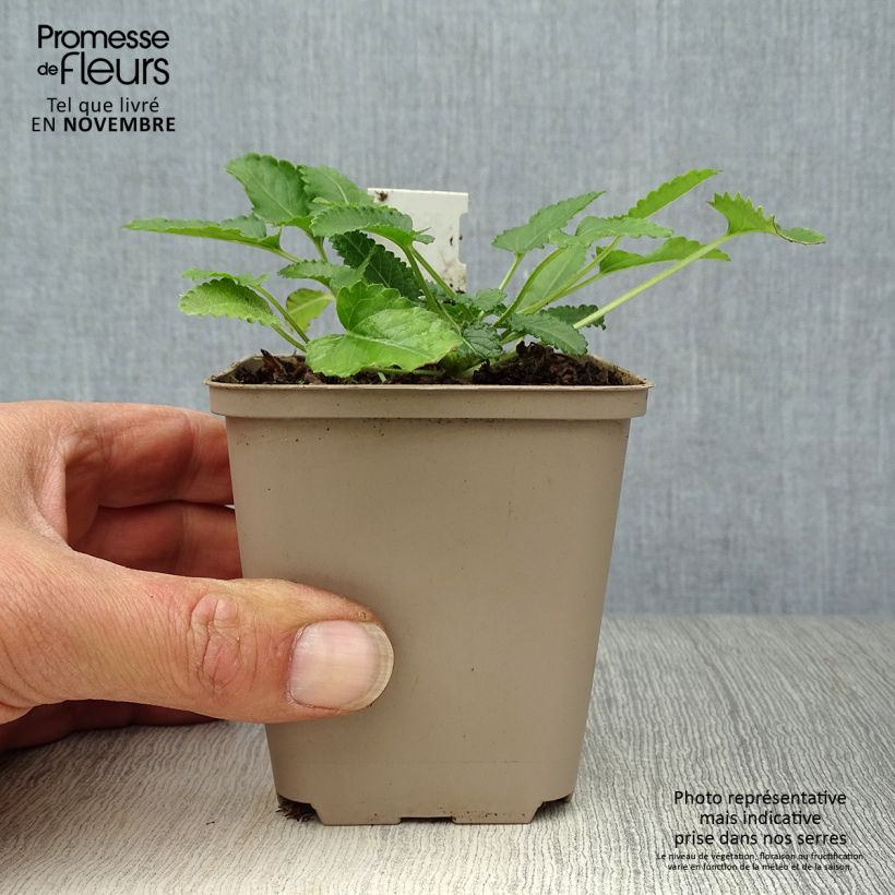 Exemplaar van Stachys officinalis Pink Cotton Candy - Betonie Kweekpotje van 8/9 cm zoals geleverd in de herfst