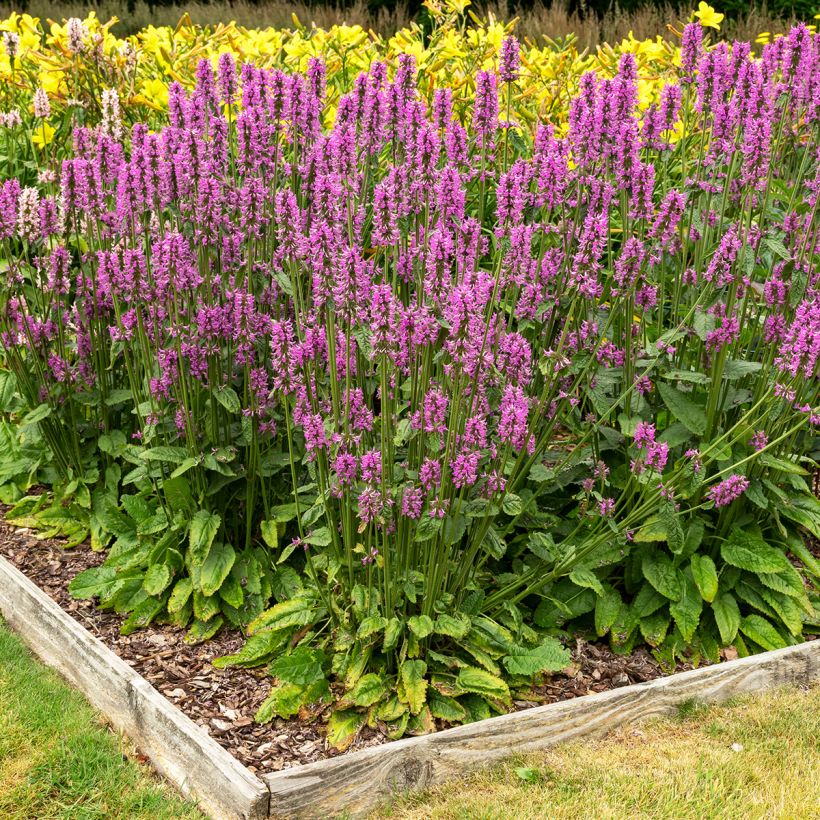 Stachys officinalis - Betonie (Groeiplaats)