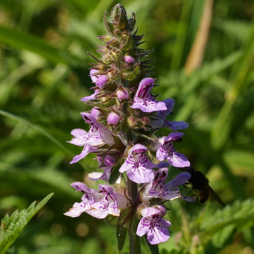Stachys palustris - Moerasandoorn (Flowering)