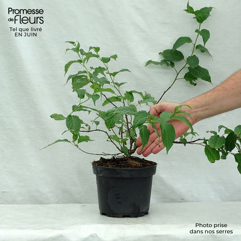 Exemplaar van Stachyurus chinensis Celina - Chinese staartaar Pot van 3 l/4 l zoals geleverd in de zomer
