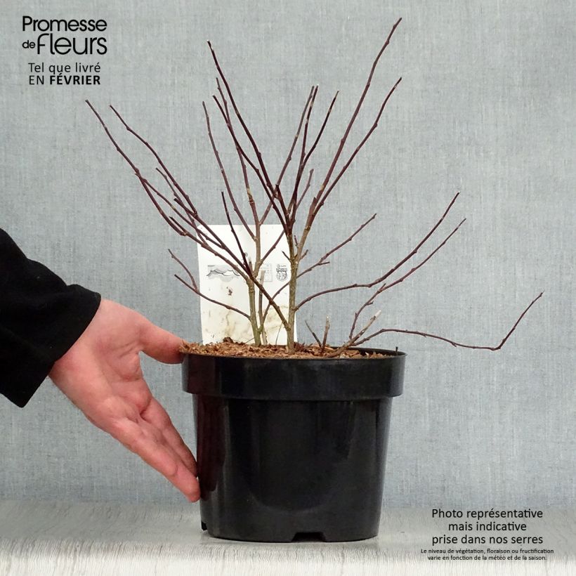 Example of Stachyurus chinensis Celina Pot van 3 l/4 l as you get in hiver