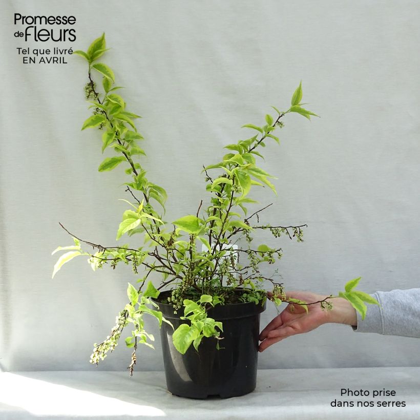 Exemplaar van Stachyurus chinensis Joy Forever - Chinese staartaar Pot van 7,5 l/10 l zoals geleverd in de lente
