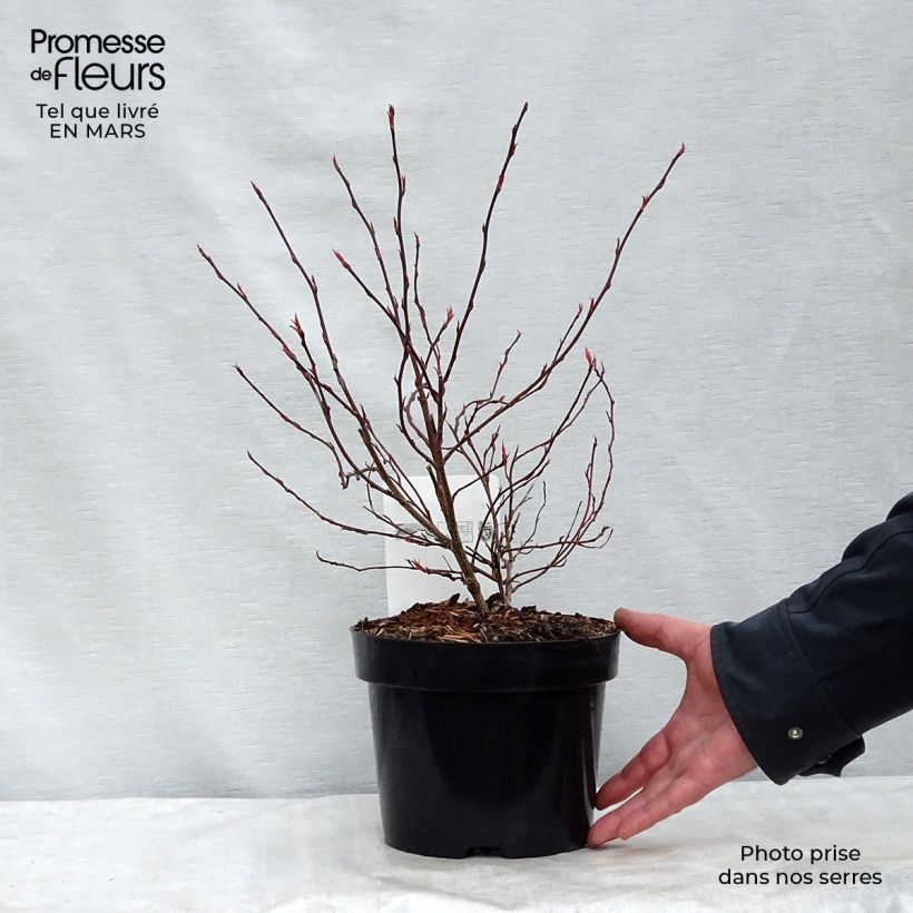 Example of Stachyurus chinensis Joy Forever Pot van 2 l/3 l as you get in hiver