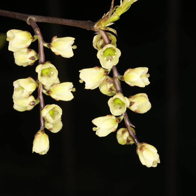 Stachyurus chinensis Wonderful Image - Chinese staartaar (Bloei)