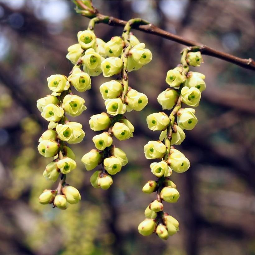 Stachyurus praecox - Chinese staartaar (Flowering)
