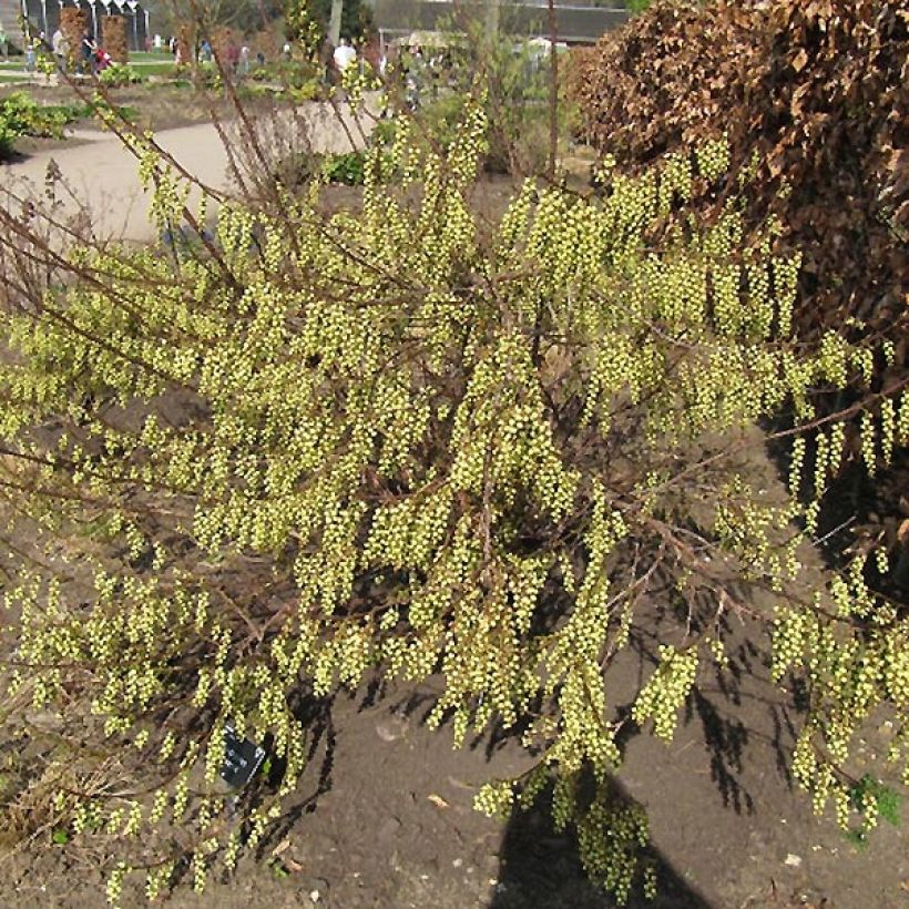 Stachyurus praecox - Chinese staartaar (Plant habit)