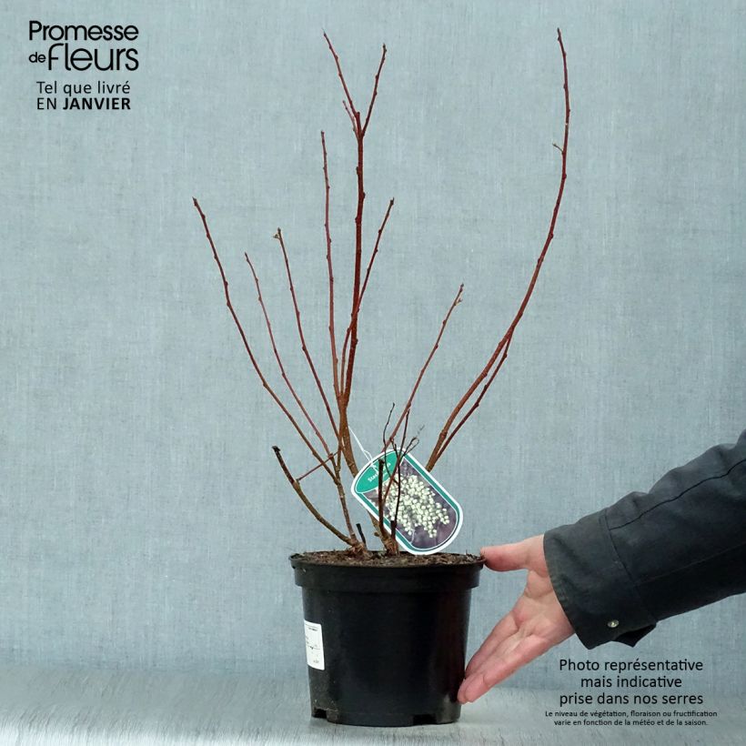 Example of Stachyurus praecox Pot van 2 l/3 l as you get in hiver