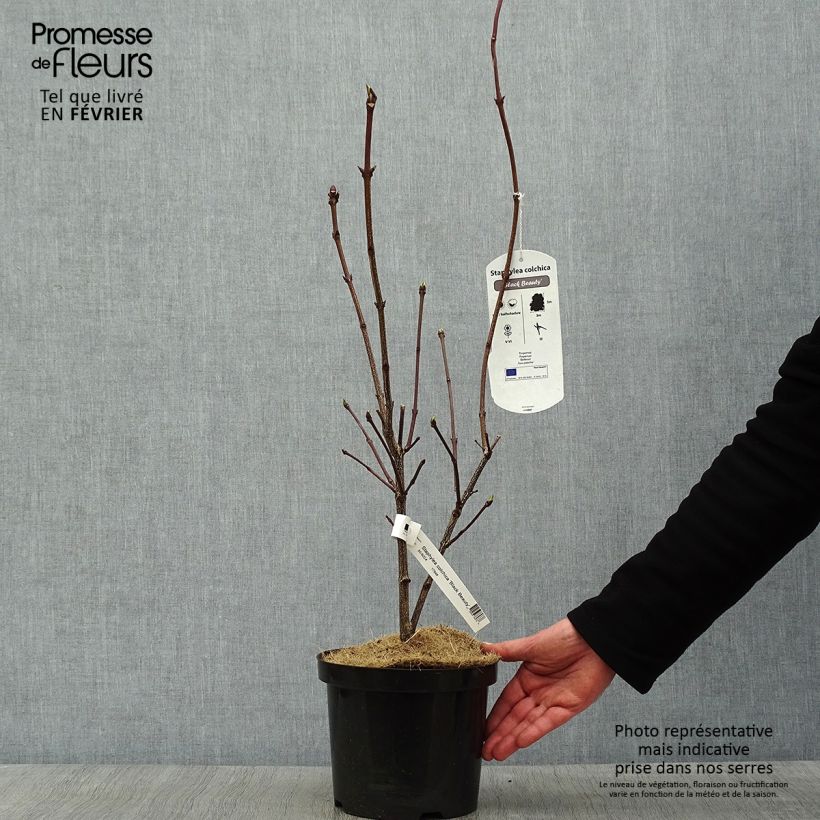 Example of Staphylea colchica Black Beauty - Faux pistachier Pot van 4 l/5 l as you get in hiver