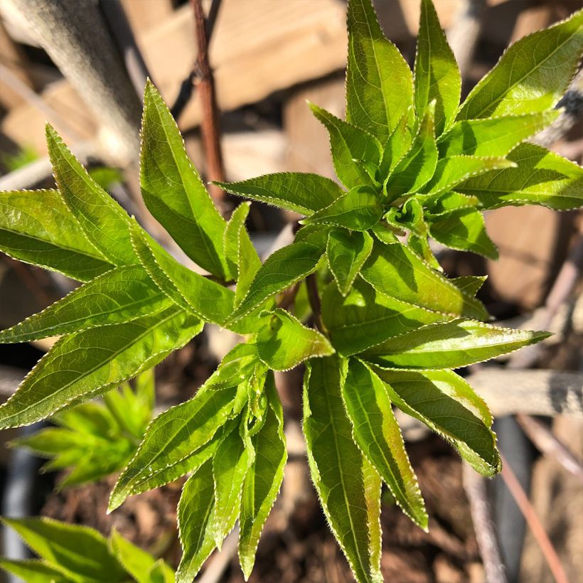 Staphylea colchica Black Jack - Pimpernoot (Blad)