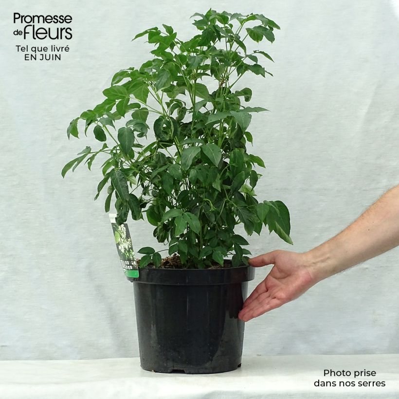 Exemplaar van Staphylea colchica - Pimpernoot Pot van 7,5 l/10 l zoals geleverd in de zomer