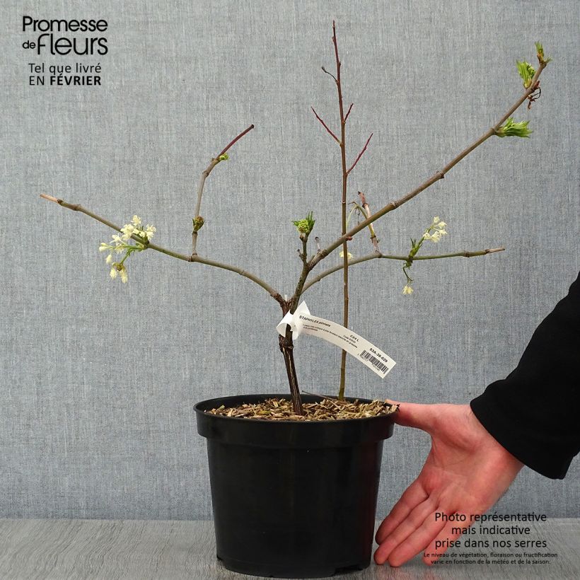 Example of Staphylea pinnata - Pimpernoot Pot van 3 l/4 l as you get in hiver