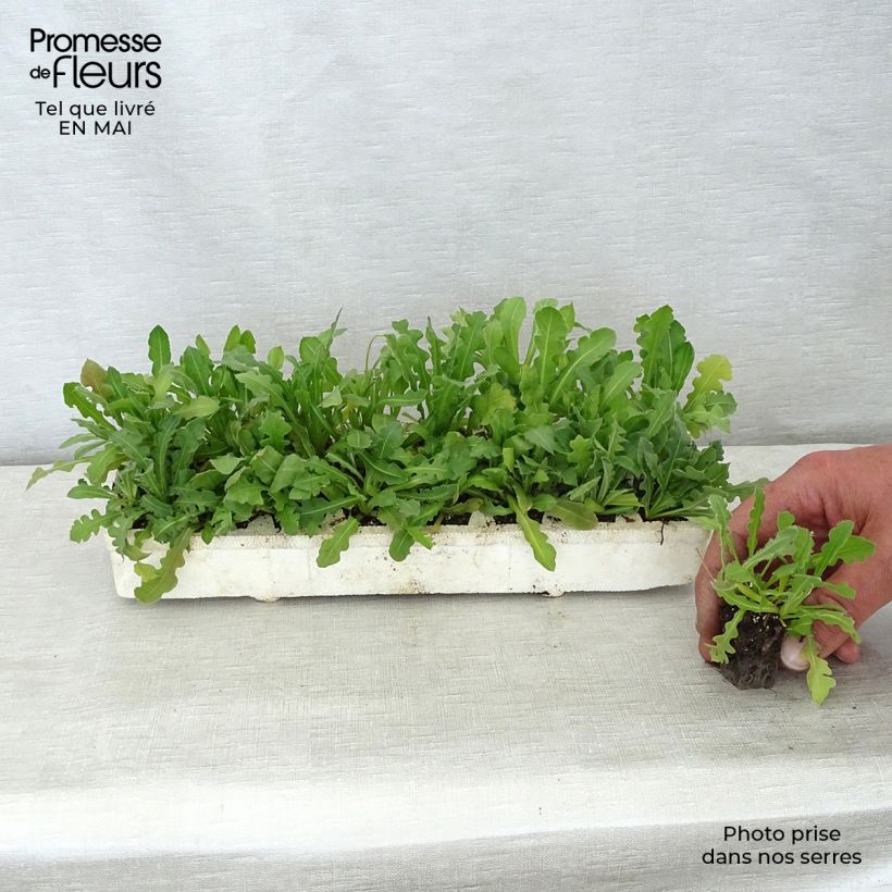 Example of Statice Forever mélange - Limonium sinuatum Kluitplant: kluit 3,8 cm x 3,2 cm in een tray voor 16 planten as you get in printemps